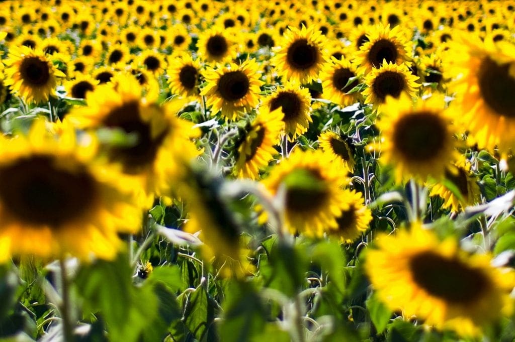 sunflowers in a field Aurora Energy