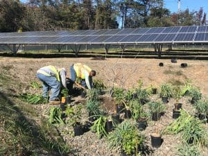 Pollinator meadow by solar array at the Sun Belle distribution center in Jessup MD